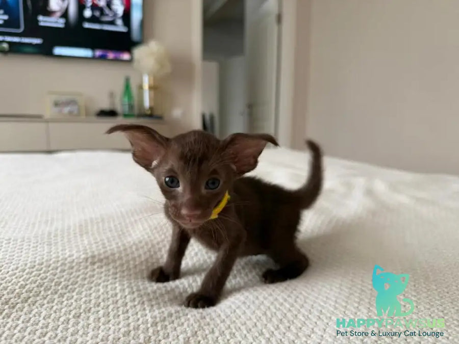 Adele Oriental Shorthair female chocolate - live animals