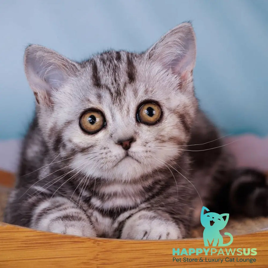 Adele Scottish Fold female black silver tabby - live animals