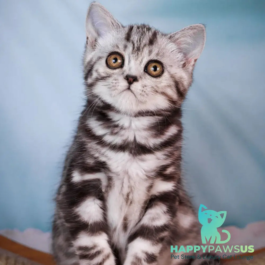 Adele Scottish Fold female black silver tabby - live animals