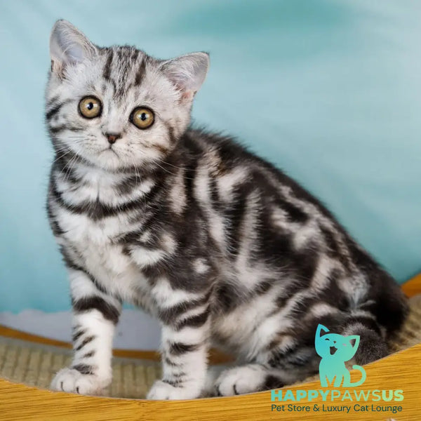 Adele Scottish Fold female black silver tabby - live animals