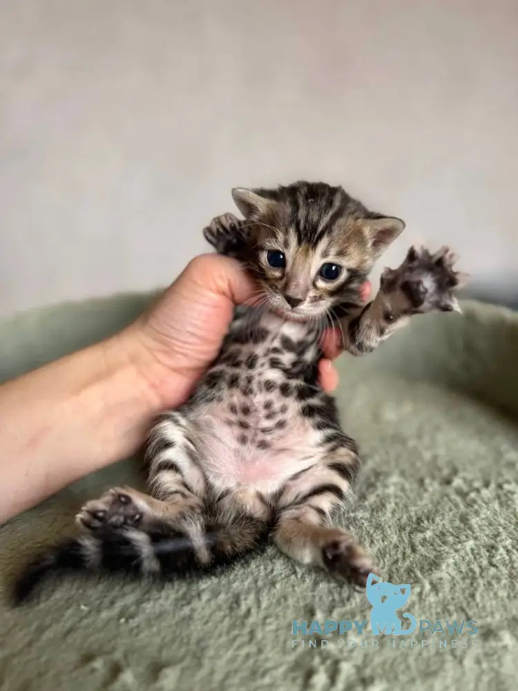 Adelina Bengal female black spotted tabby live animals