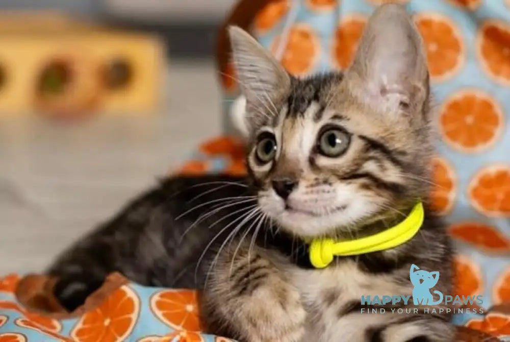 Adelina Bengal female black spotted tabby live animals