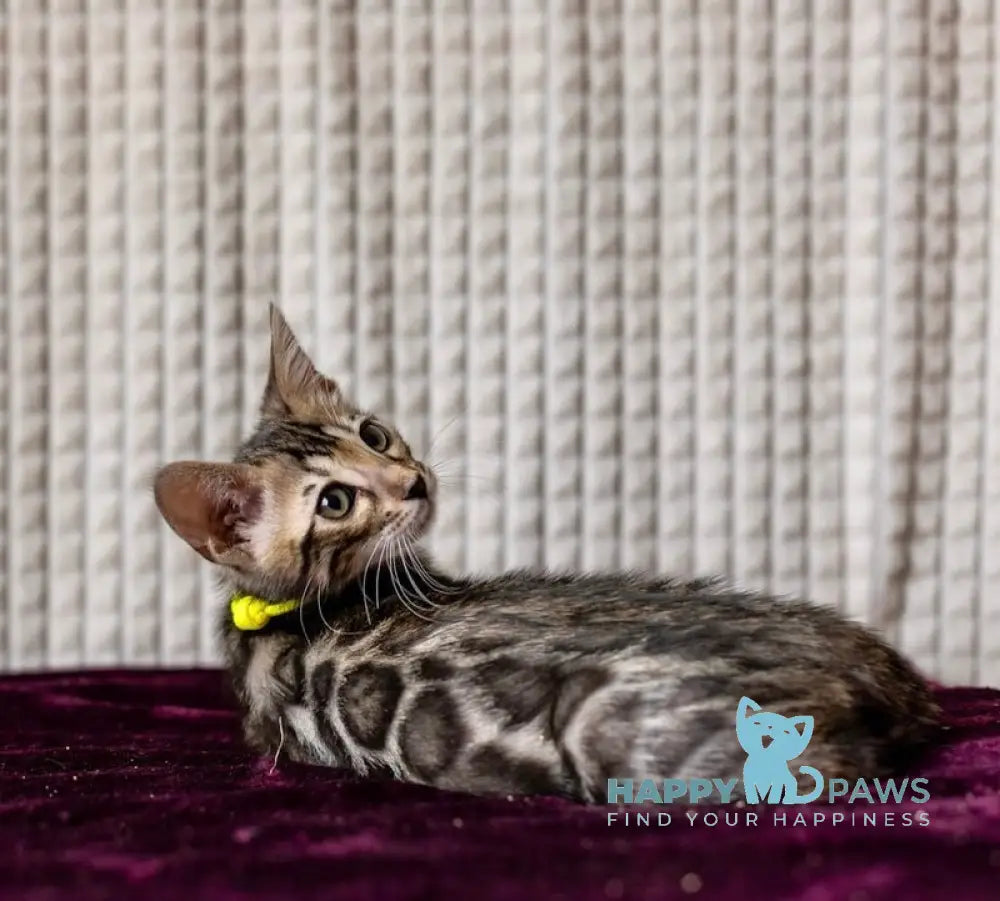 Adelina Bengal female black spotted tabby live animals