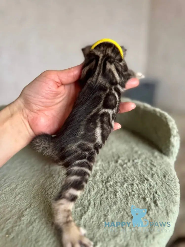 Adelina Bengal female black spotted tabby live animals