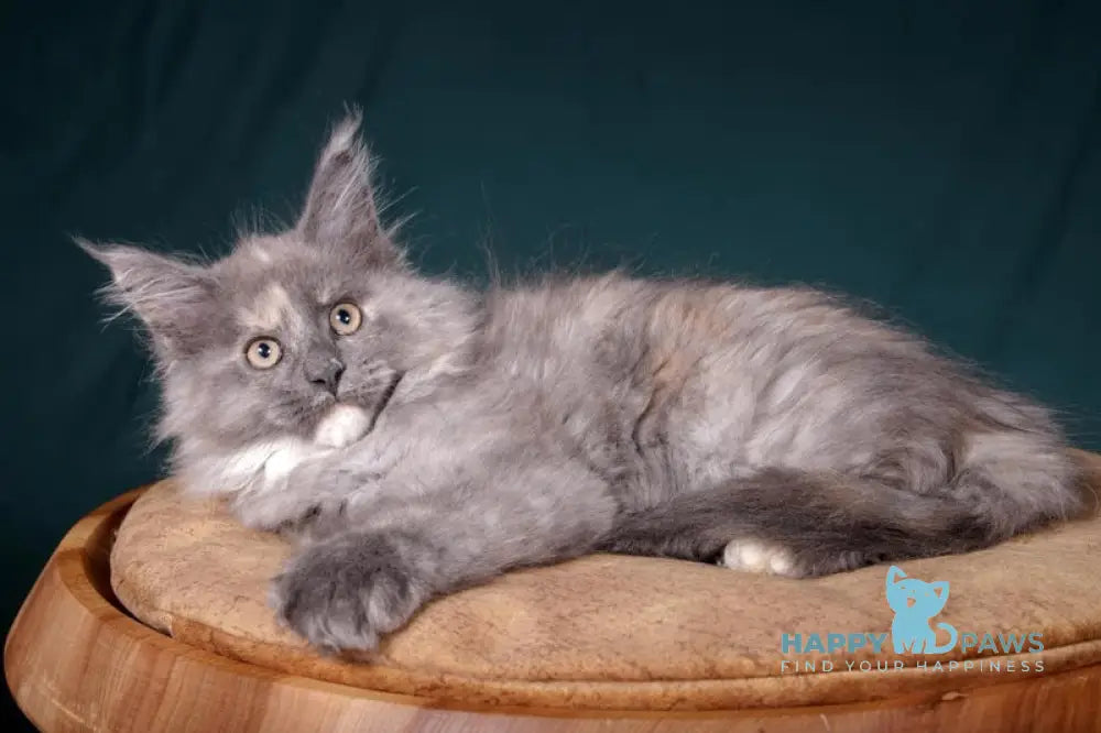 Adelina Maine Coon polydactyl female blue tortie silver live animals