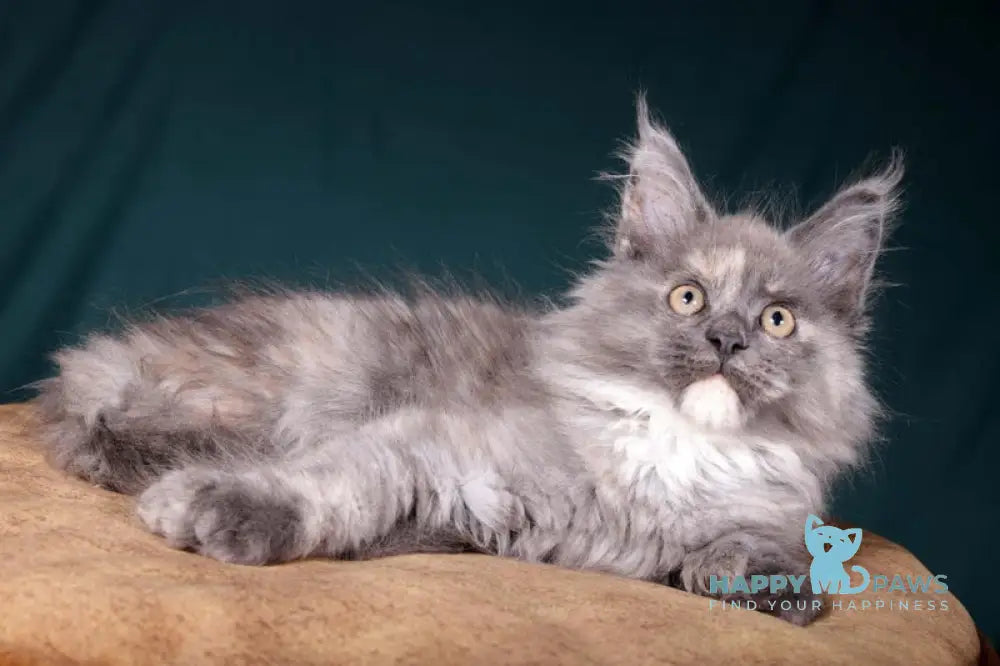 Adelina Maine Coon polydactyl female blue tortie silver live animals