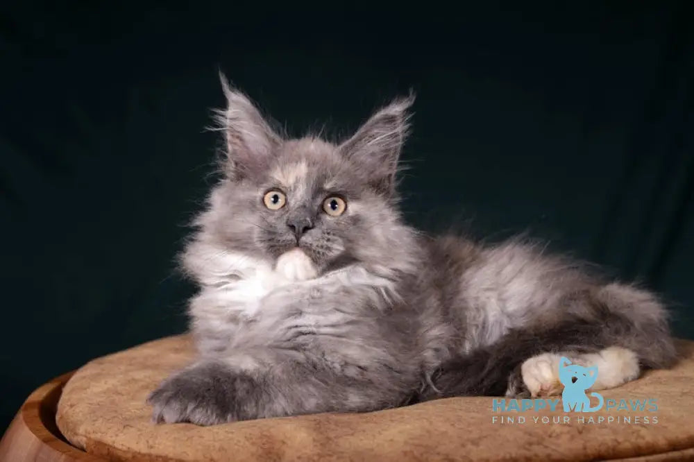 Adelina Maine Coon polydactyl female blue tortie silver live animals