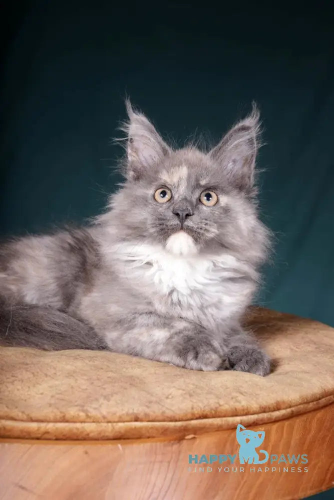 Adelina Maine Coon polydactyl female blue tortie silver live animals