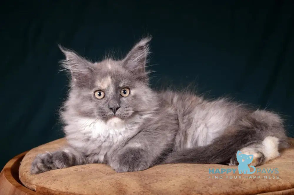 Adelina Maine Coon polydactyl female blue tortie silver live animals