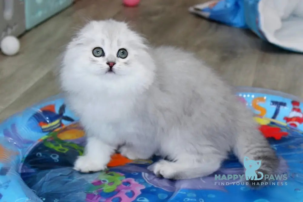 Adeline Scottish Fold female black silver shaded live animals