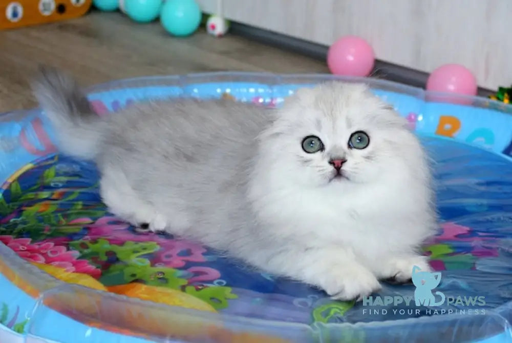 Adeline Scottish Fold female black silver shaded live animals
