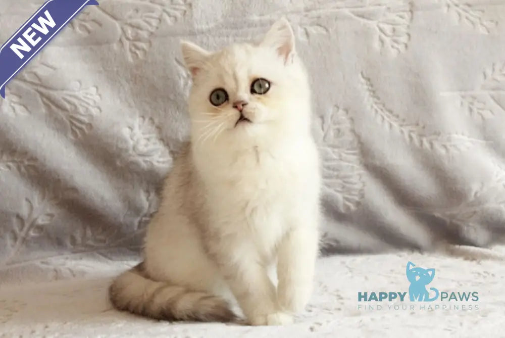 Admiral British Shorthair male black silver shaded live animals