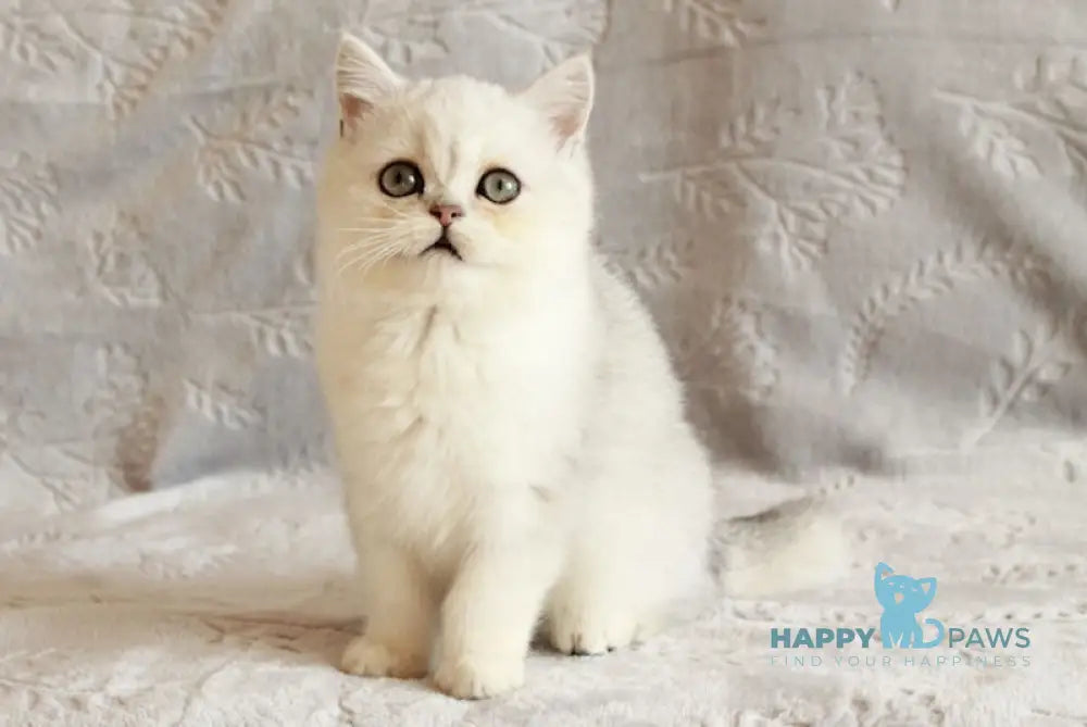 Admiral British Shorthair male black silver shaded live animals