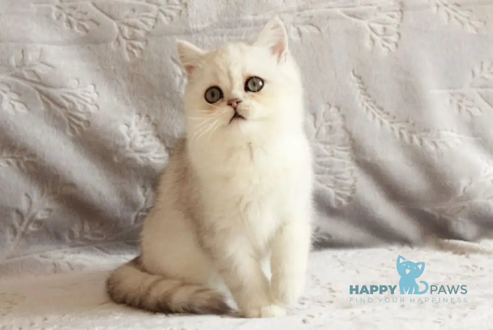 Admiral British Shorthair male black silver shaded live animals