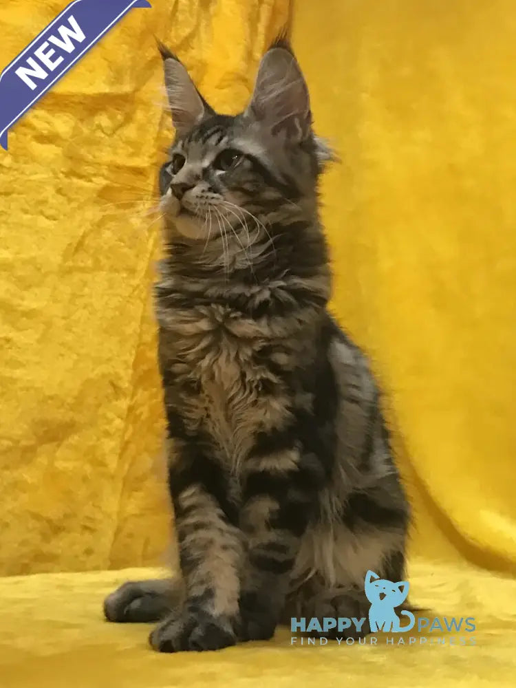 Adonis Maine Coon male black live animals