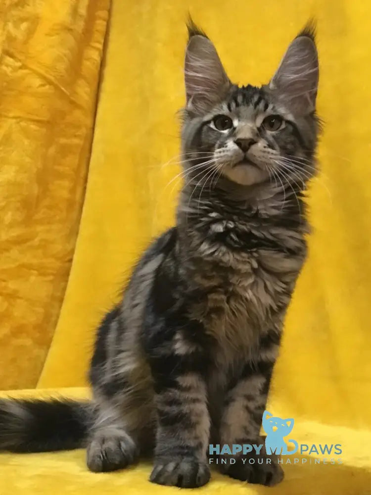 Adonis Maine Coon male black live animals