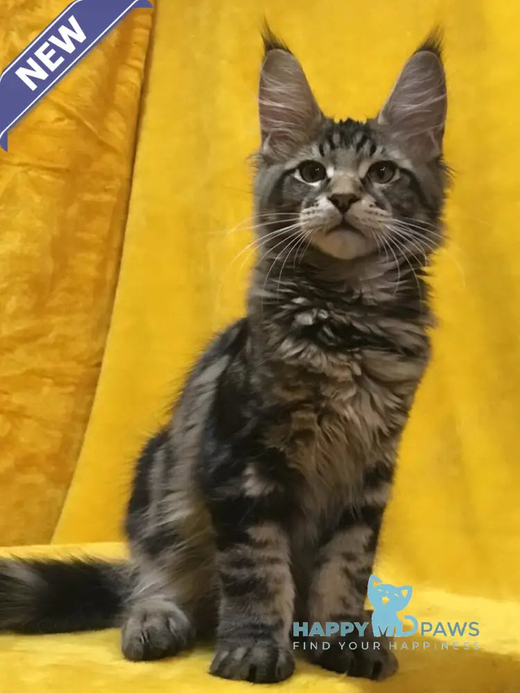 Adonis Maine Coon male black live animals