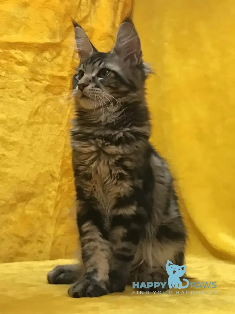 Adonis Maine Coon male black live animals