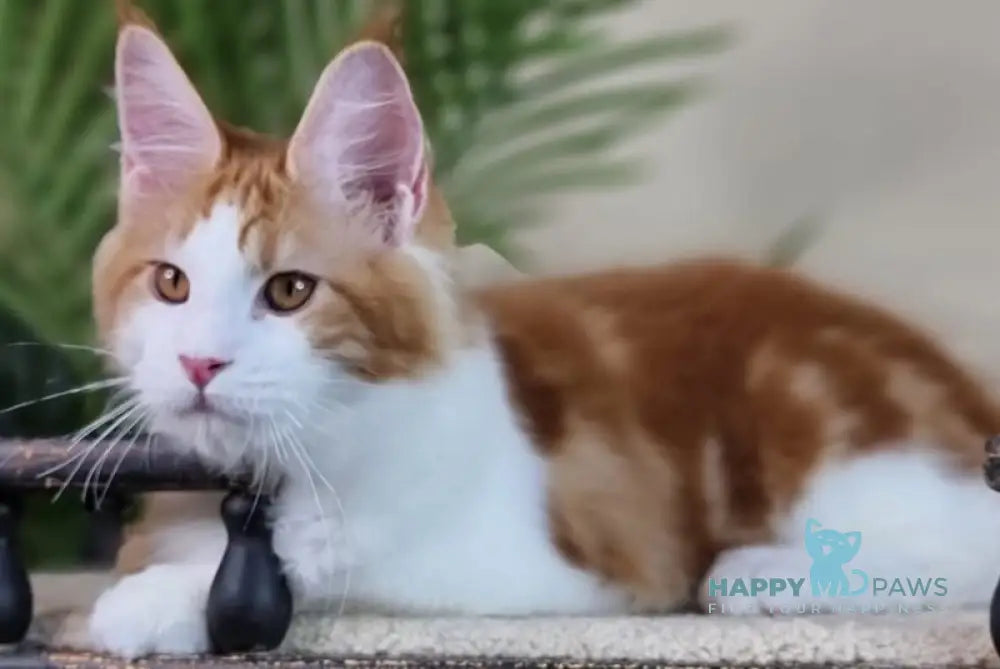 Adonis Maine Coon male red silver tabby bicolour live animals