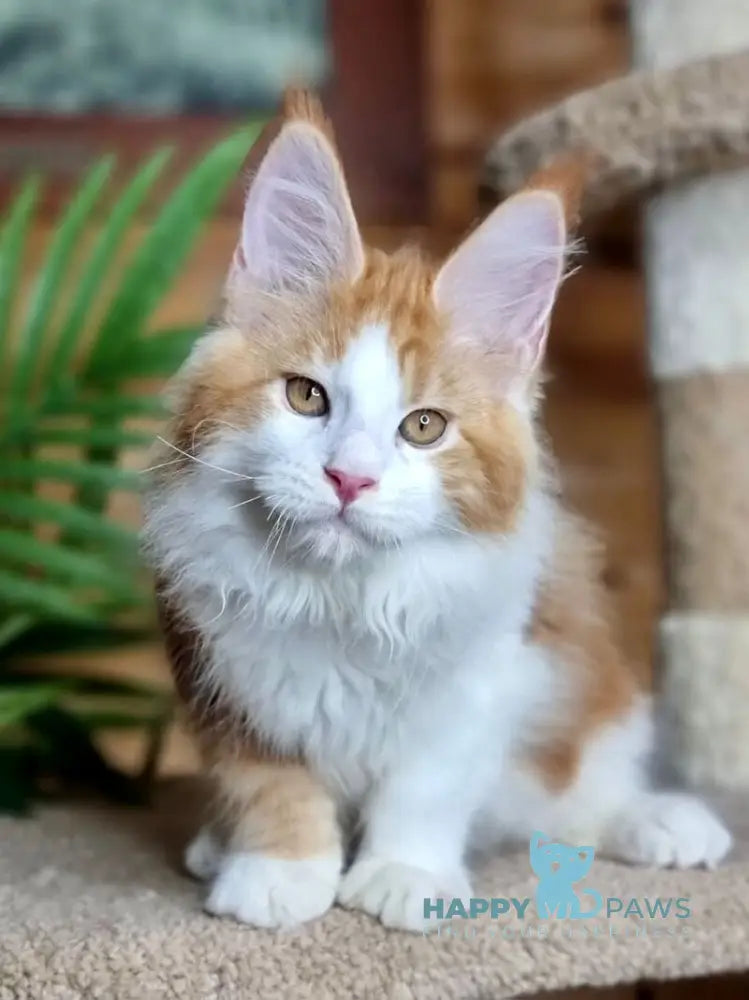 Adonis Maine Coon male red silver tabby bicolour live animals