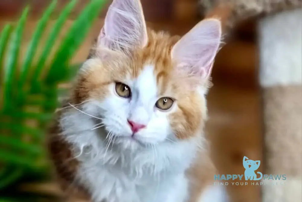 Adonis Maine Coon male red silver tabby bicolour live animals