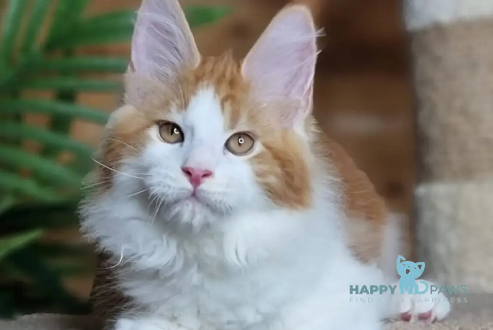 Adonis Maine Coon male red silver tabby bicolour live animals