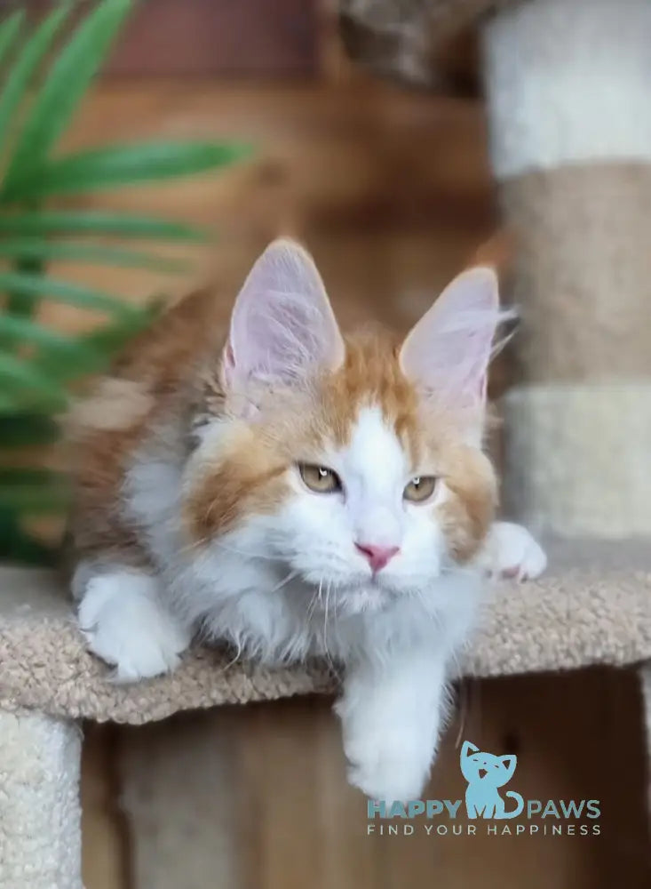 Adonis Maine Coon male red silver tabby bicolour live animals