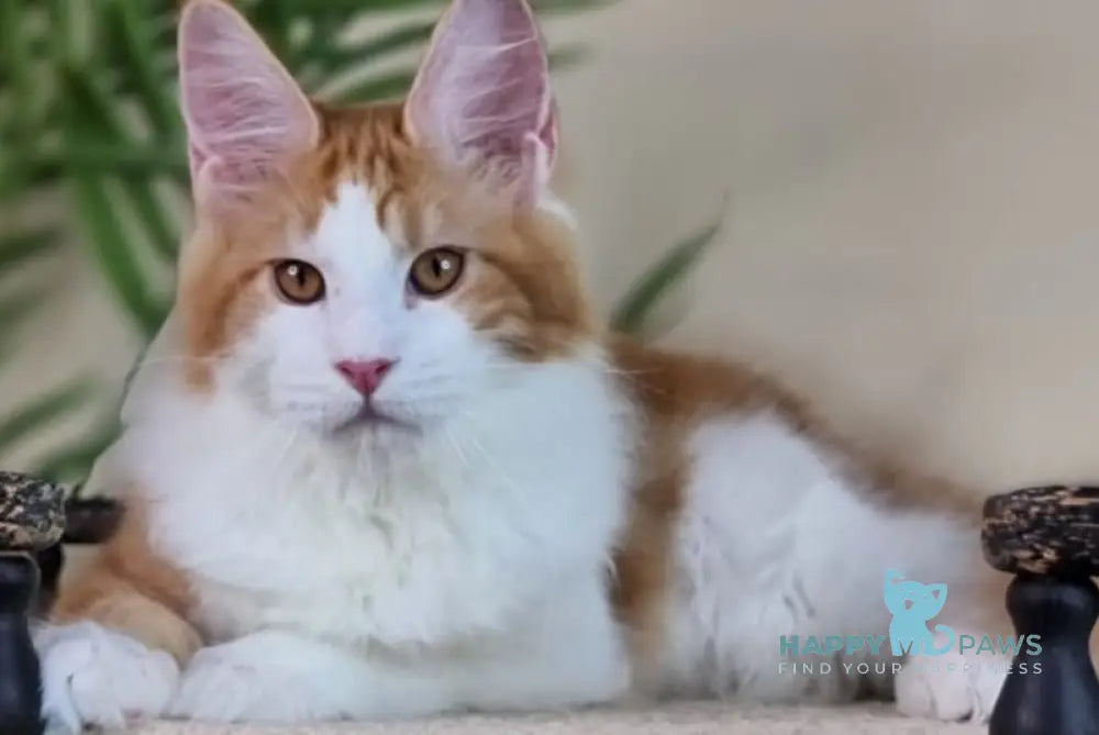 Adonis Maine Coon male red silver tabby bicolour live animals