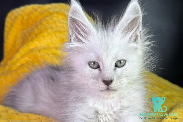 Adrian Maine Coon male black silver shaded - live animals