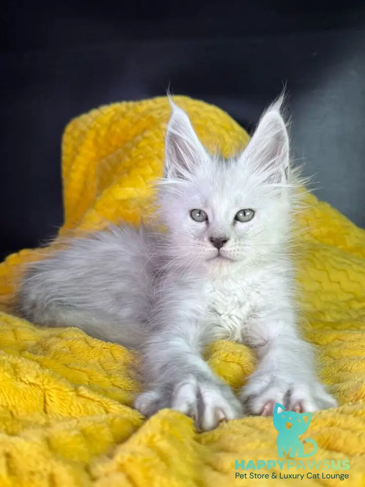 Adrian Maine Coon male black silver shaded - live animals