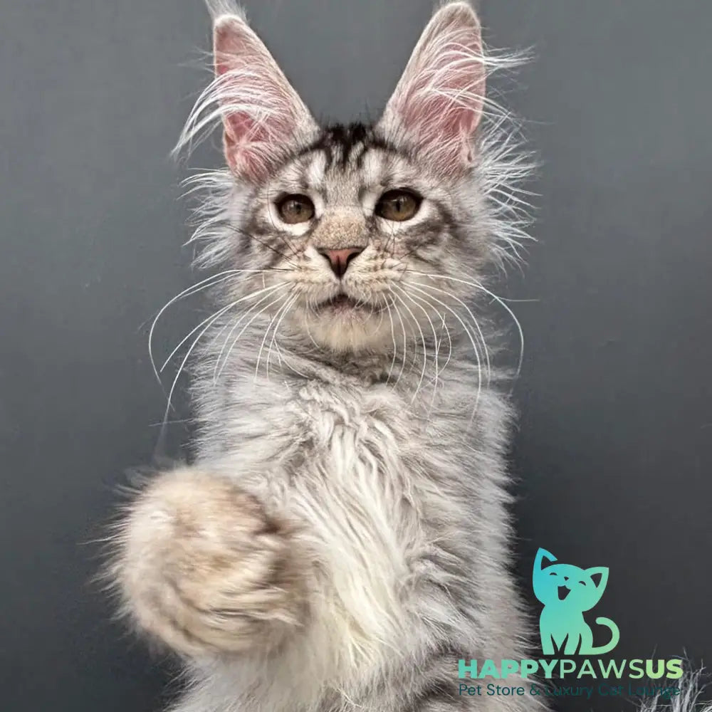 Adrian Maine Coon male black silver spotted tabby - live animals