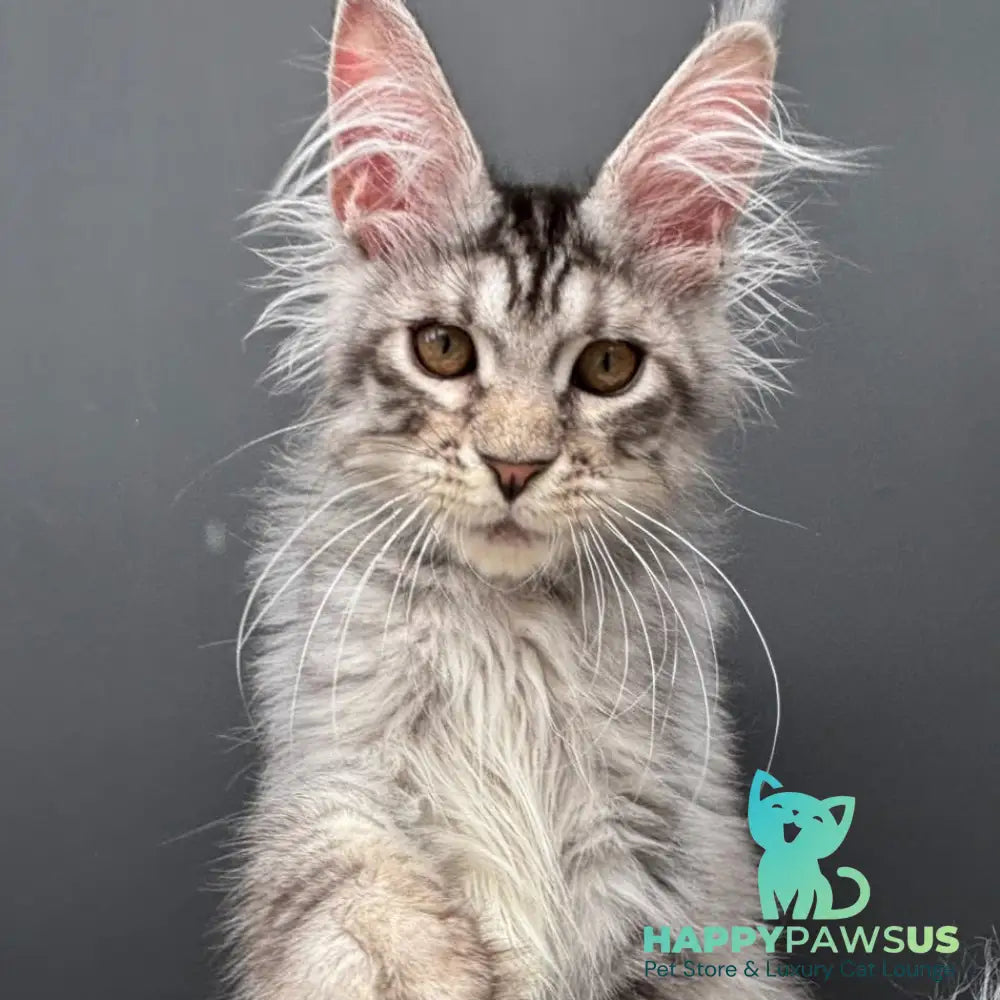 Adrian Maine Coon male black silver spotted tabby - live animals