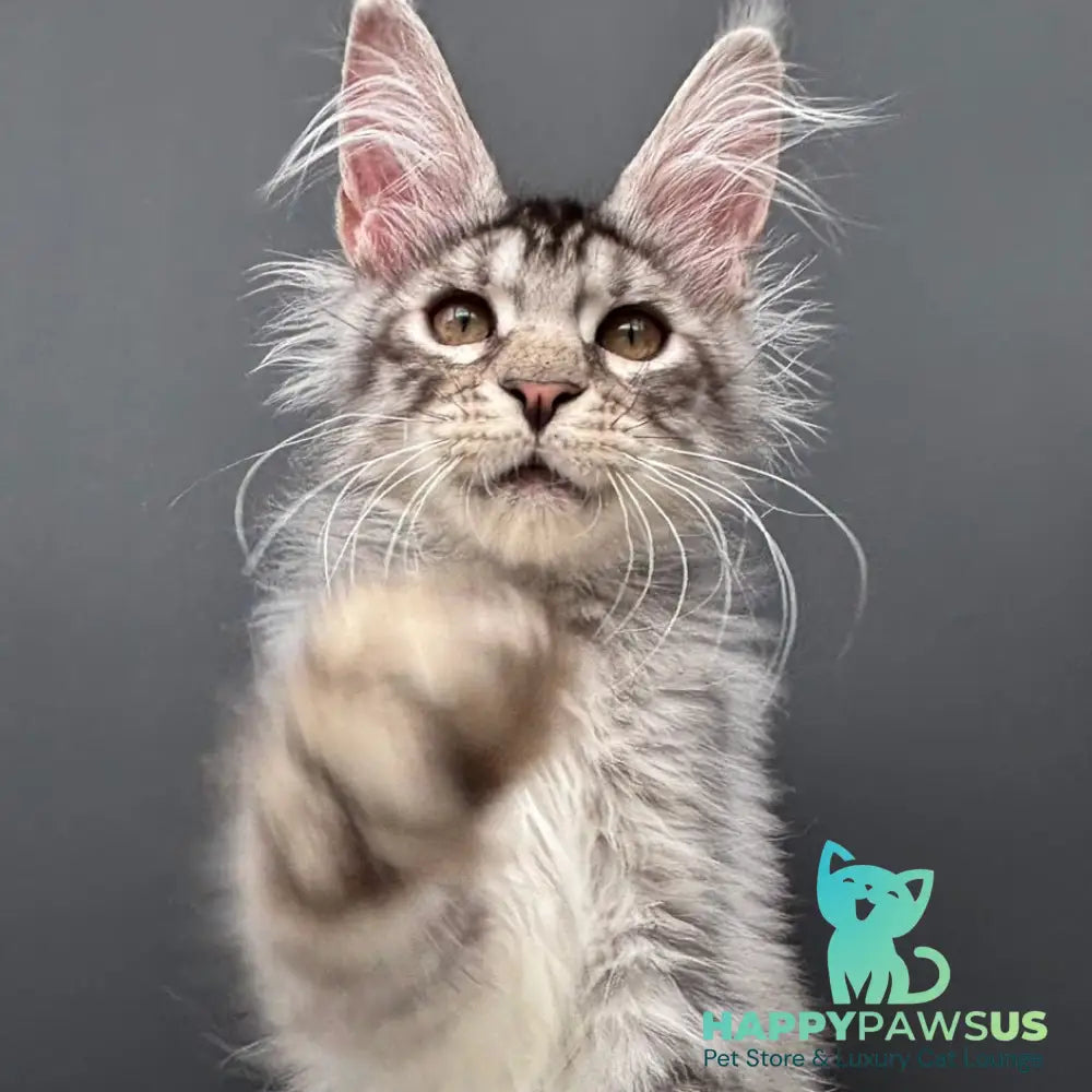 Adrian Maine Coon male black silver spotted tabby - live animals