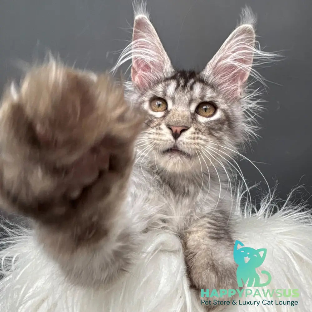Adrian Maine Coon male black silver spotted tabby - live animals