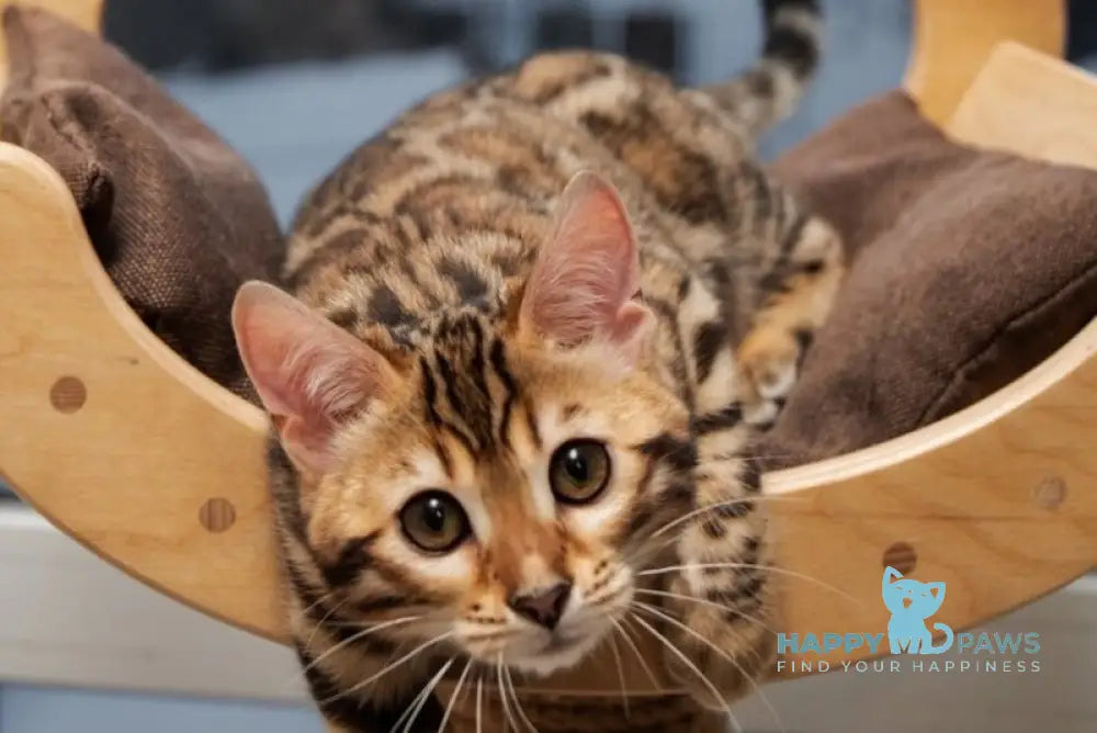 Adriana Bengal female black spotted tabby live animals