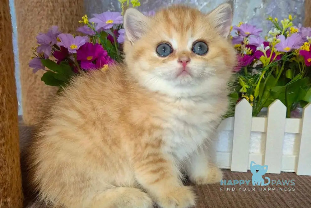 Adrianna Scottish Straight female black golden spotted tabby live animals