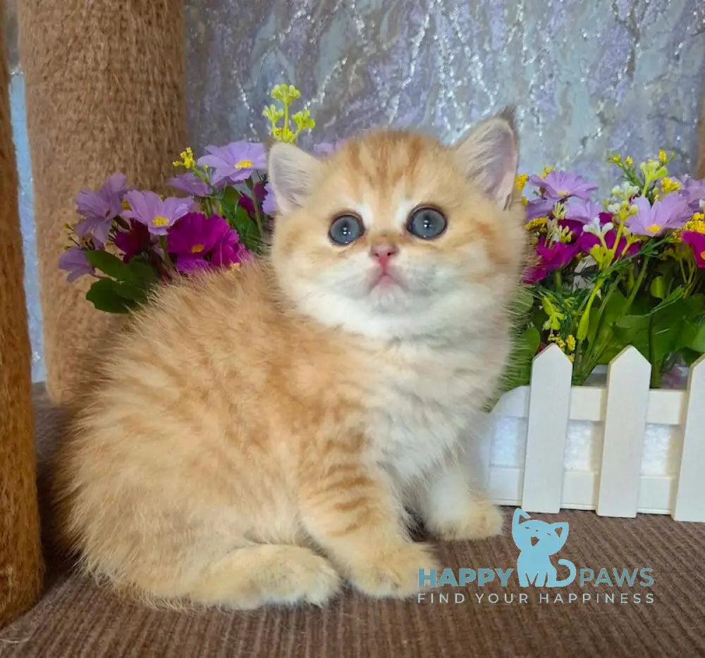 Adrianna Scottish Straight female black golden spotted tabby live animals