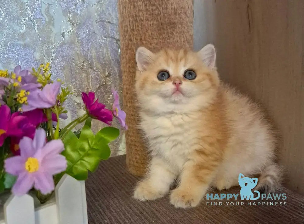 Adrianna Scottish Straight female black golden spotted tabby live animals