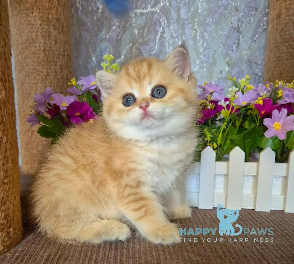 Adrianna Scottish Straight female black golden spotted tabby live animals