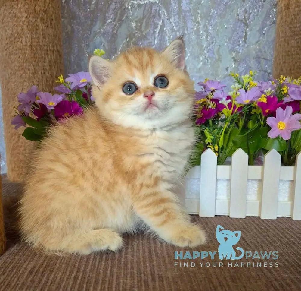 Adrianna Scottish Straight female black golden spotted tabby live animals