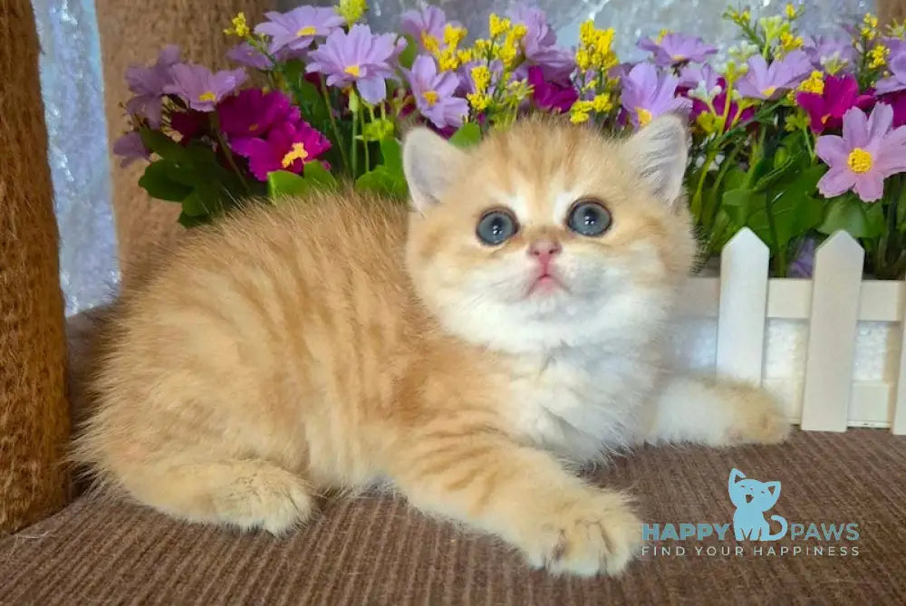 Adrianna Scottish Straight female black golden spotted tabby live animals