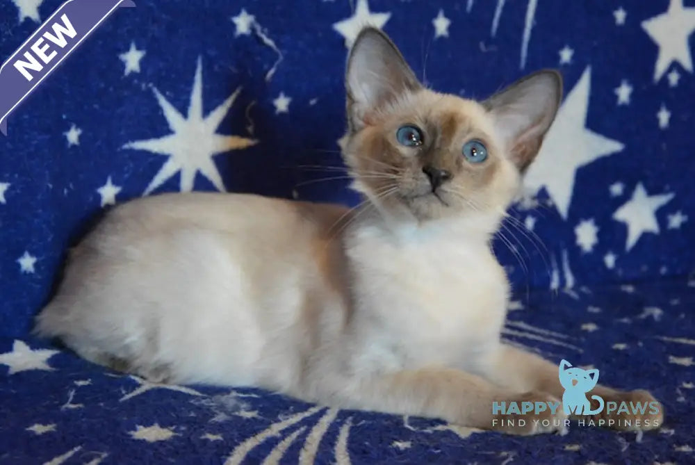 Afchie Balinese male blue pointed live animals
