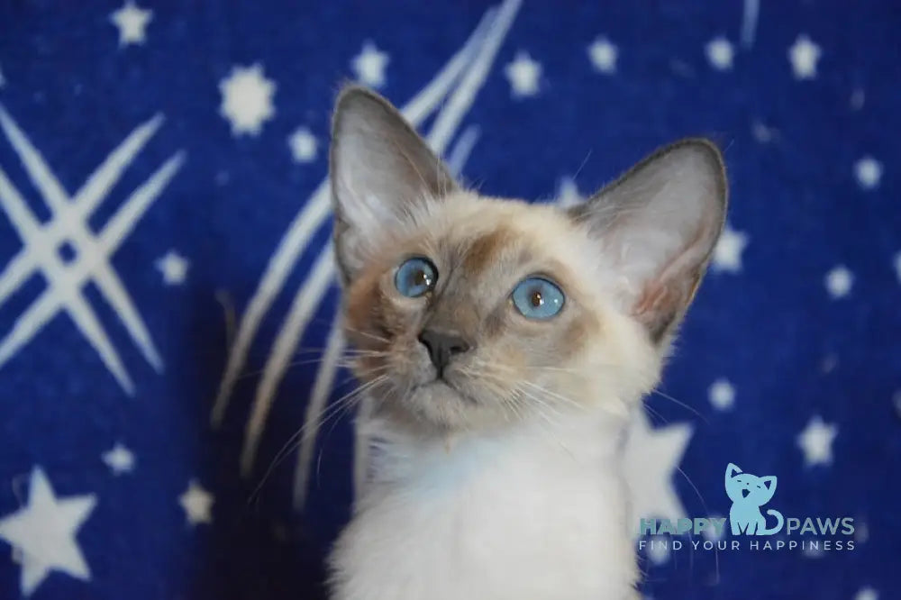 Afchie Balinese male blue pointed live animals