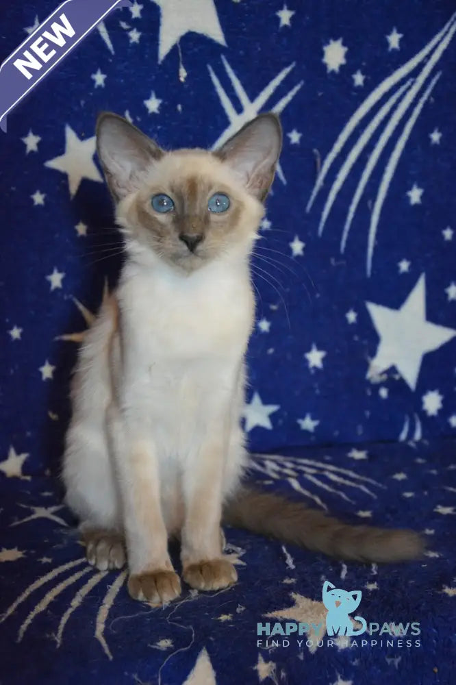 Afchie Balinese male blue pointed live animals