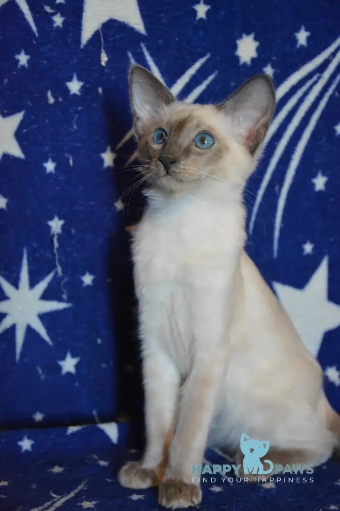 Afchie Balinese male blue pointed live animals