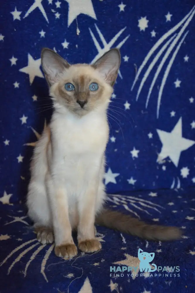Afchie Balinese male blue pointed live animals