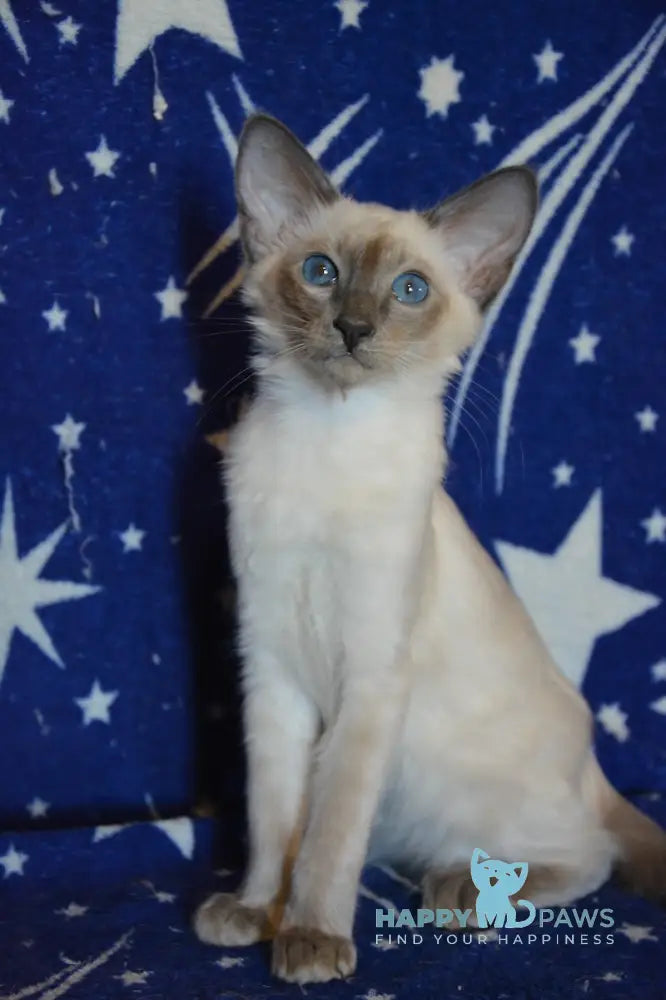 Afchie Balinese male blue pointed live animals