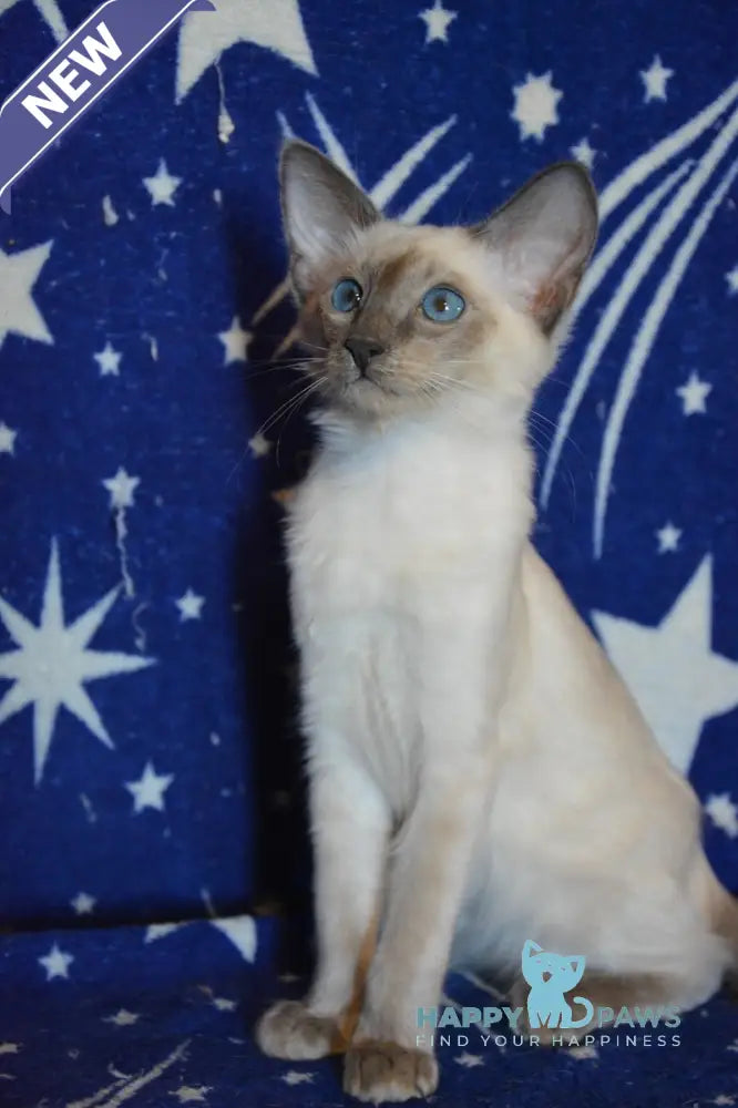 Afchie Balinese male blue pointed live animals