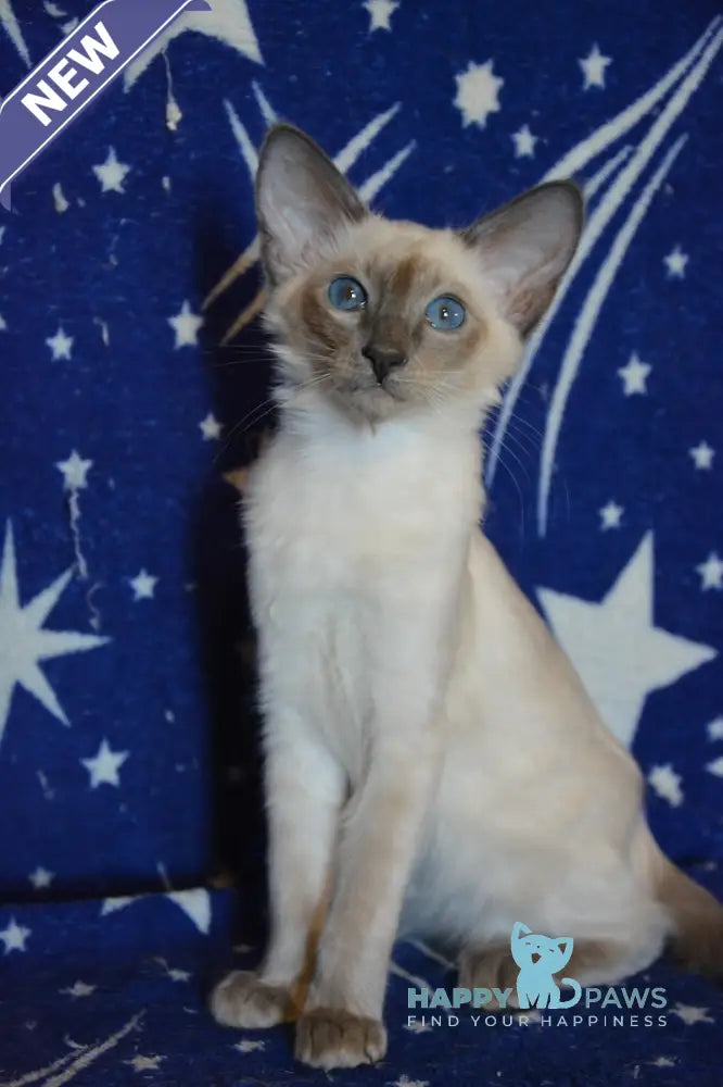 Afchie Balinese male blue pointed live animals