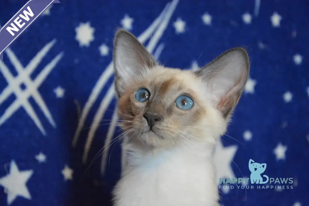 Afchie Balinese male blue pointed live animals